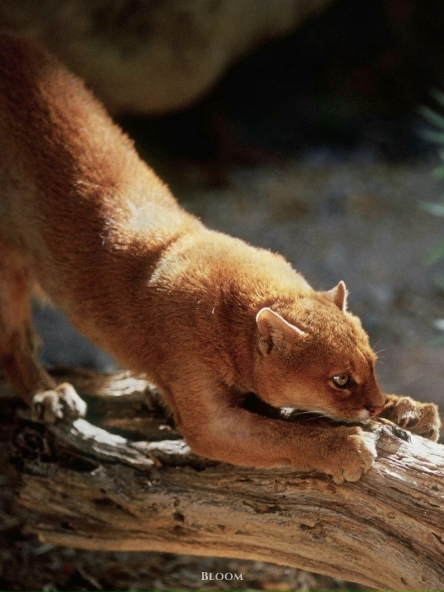 Это ягуарунди — необычная кошка, которая решила, что б?...