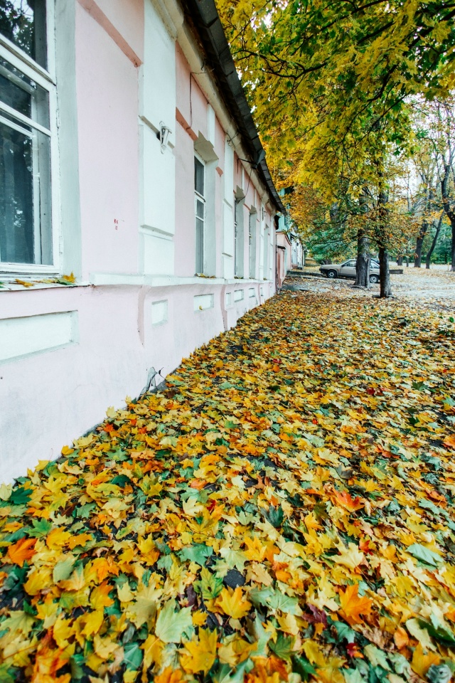 Золотая осень стремительно наступает на Воронеж🍁🍂