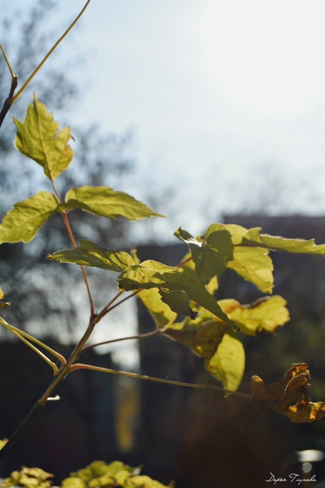 Количество солнечных дней сокращается.
Как поднимает?...