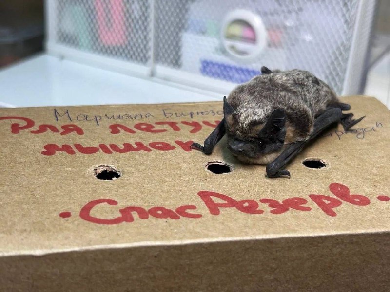 🦇 Летучая мышь залетела в окно пенсионерки на ул. Маршала Бирюзова
Женщина испугалась и вызвала спа