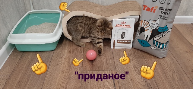 Вашему вниманию - брелок от тигра! 🐯
Играет со всем, чт...