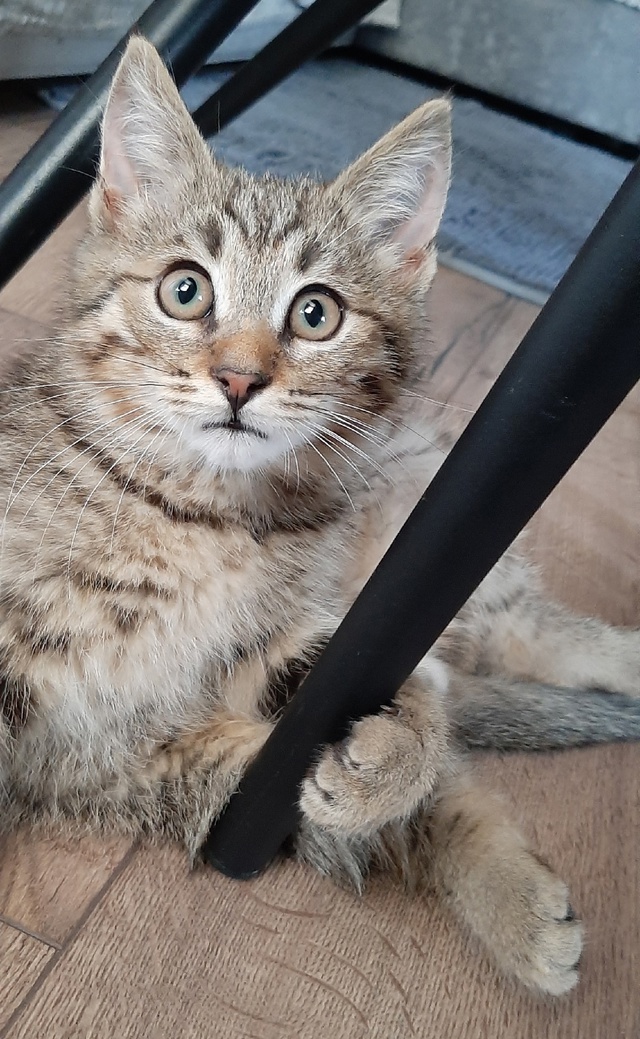 Вашему вниманию - брелок от тигра! 🐯
Играет со всем, чт...