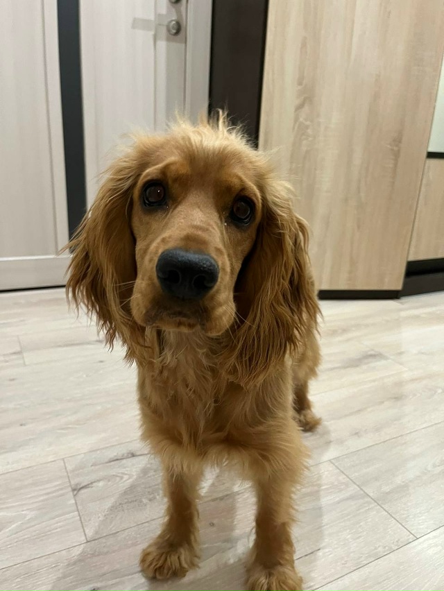 ПОТЕРЯЛАСЬ СОБАКА!!!
пожалуйста помогите найти собаку ...