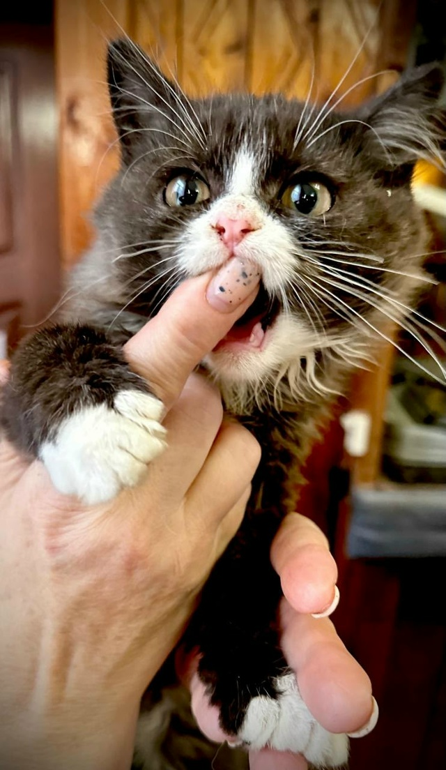 Дорогие друзья!
Мы ищем дом для замечательного котёнка...