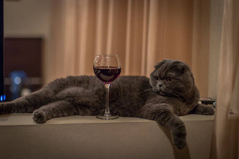 Сегодня отмечается День профессионального алкоголика
Вы знаете, кого поздравить