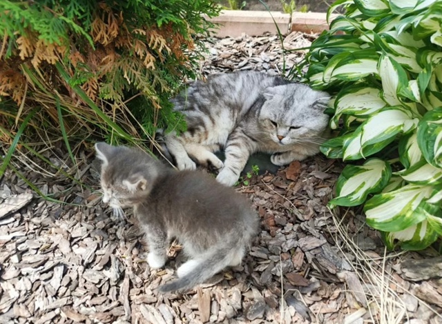 Котенок по имени Цезарь ищет дом, ловит мышей, отец вис...