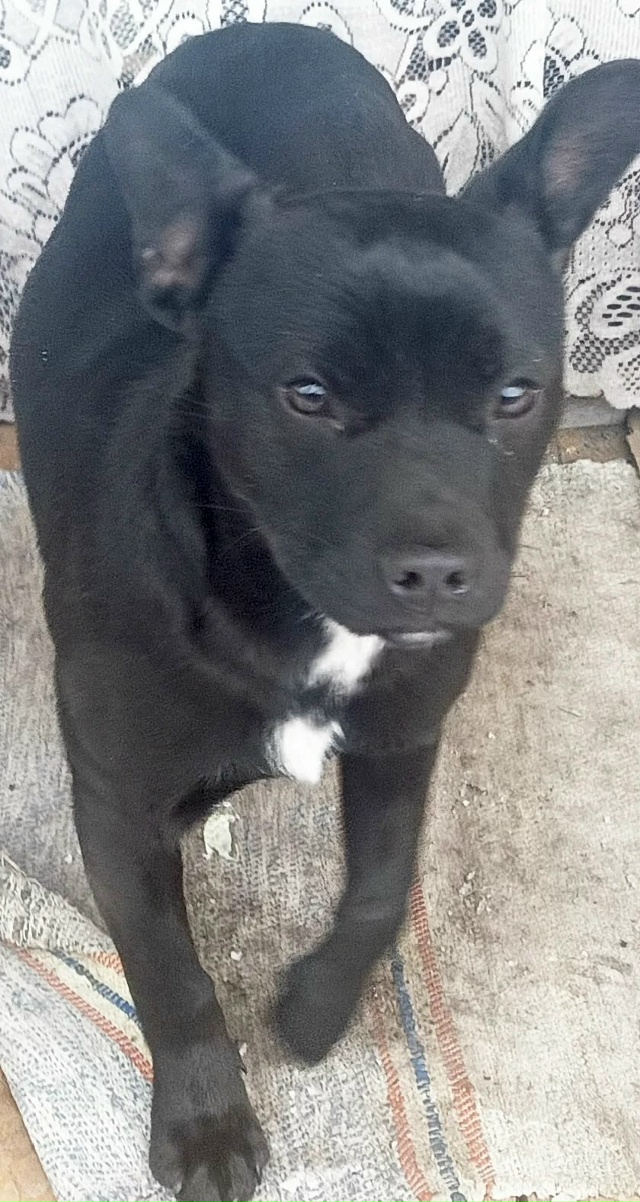 Может кто потерял? Кобель, молодой, живет уже неделю не ...