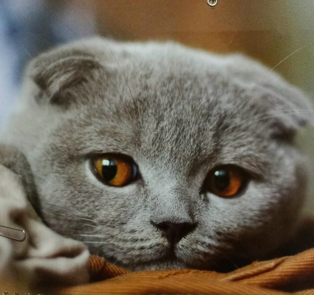 Ищу котёнка девочку как на фото 🙏