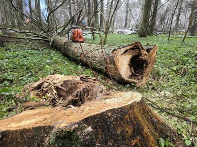 В Можайске очистят более 200 га леса от больных деревьев...