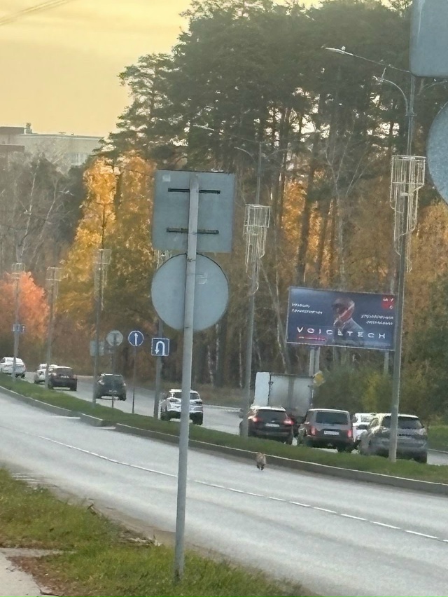 Потерялся щенок!
Сегодня утром видели его бегущего по ?...