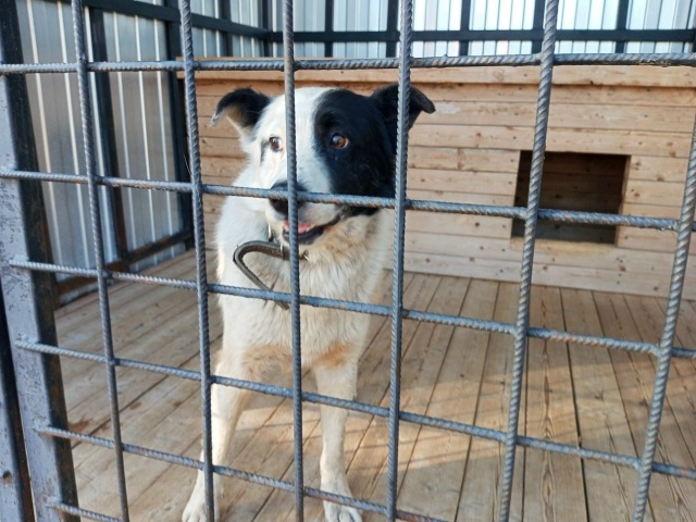 🆘️🆘️🆘️КОНОША🆘️🆘️🆘️
Собаки ждут своих хозяев...