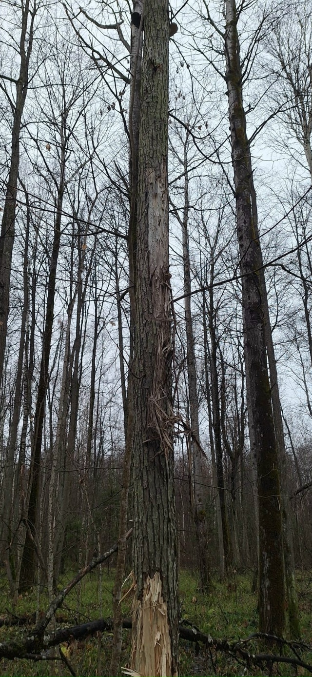 Лесники и охотники. Вопрос больше к вам наверное)
Сего?...