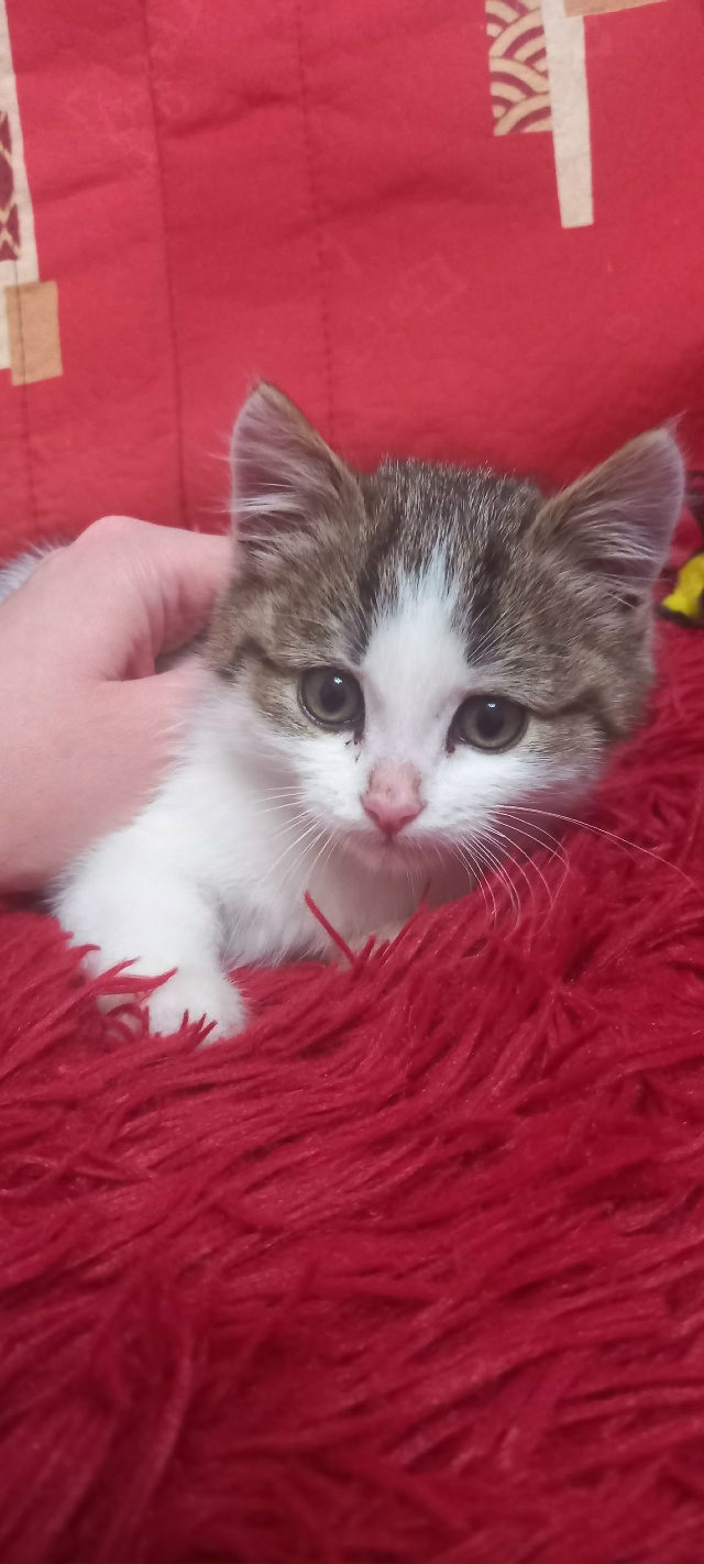 Нашли котёнка на улице, примерно 2 месяца, девочка.
Хозя...