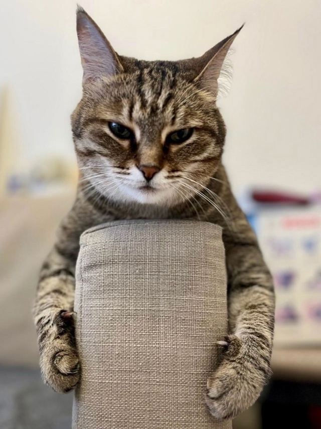 Доброе утро, Котятки!!!