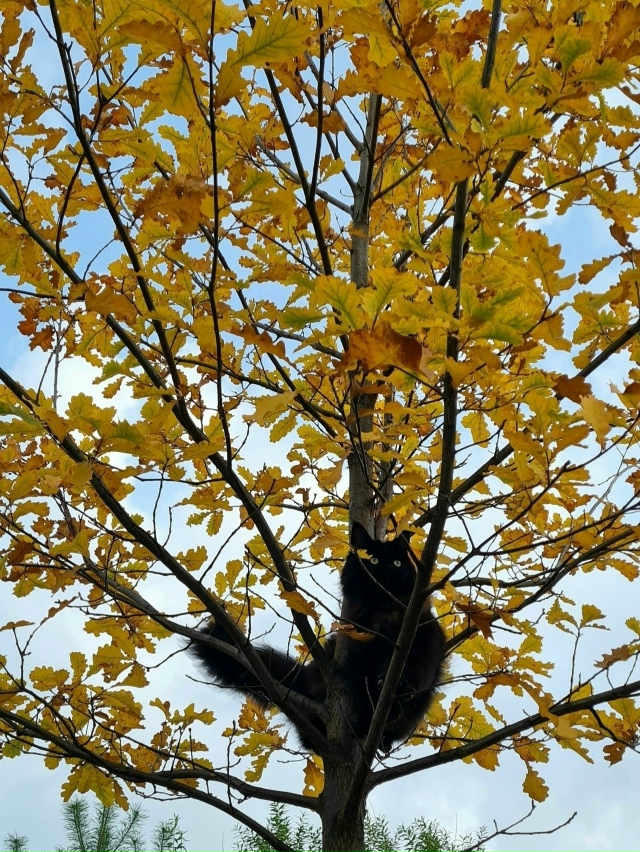 Красивый caд жительницы Перми ?
? Ирина Шершнёва