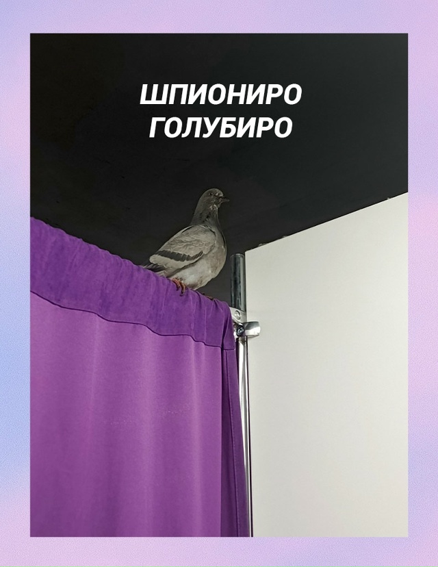 Шансы встретить голубя на ПВЗ ничтожно малы, но не равн...