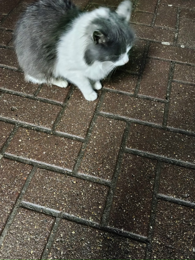 Кто потерял котейку. Бегает возле Фикс Прайса. Дорогоб?...