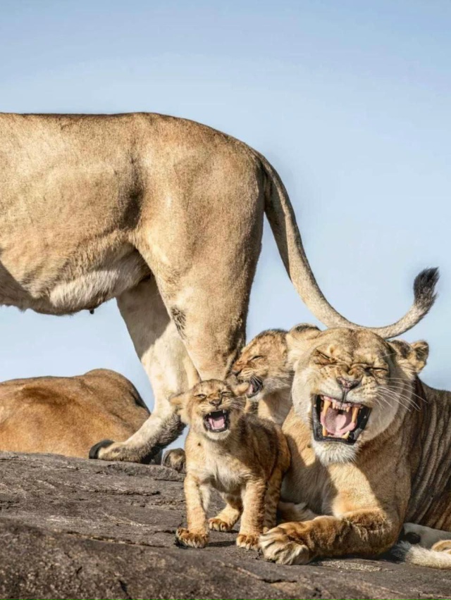 Подъехали финалисты фотоконкурса Nikon Comedy Wildlife Awards 2025 —...