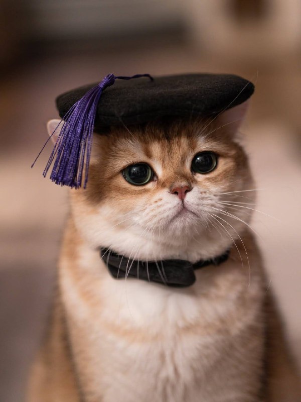Выпускник котиковых ноук