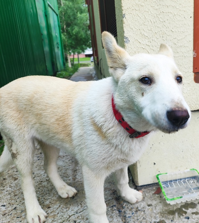 Щенок. За свою маленькую собачью жизнь его уже и выгнал...