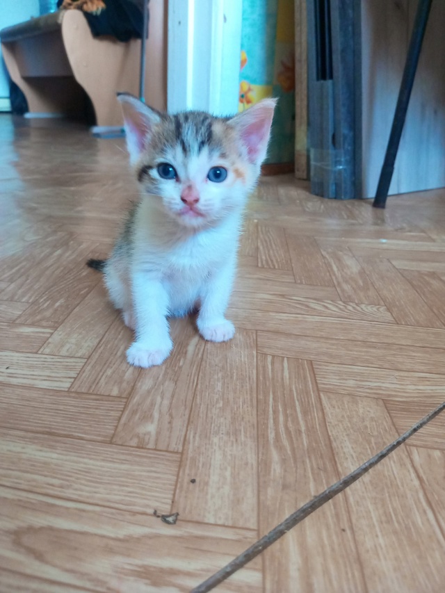 Отдам котят в добрые ручки☺