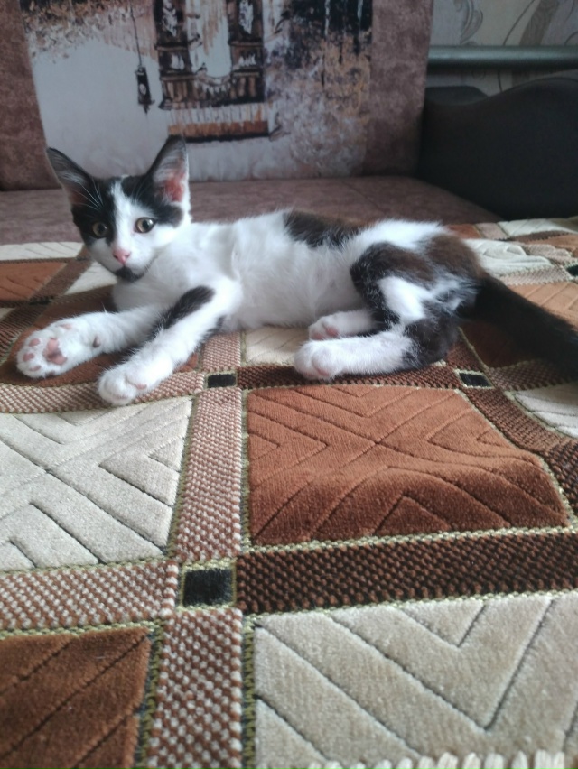 Отдадим в добрые руки красивого котика - 3 месяца Степа?...