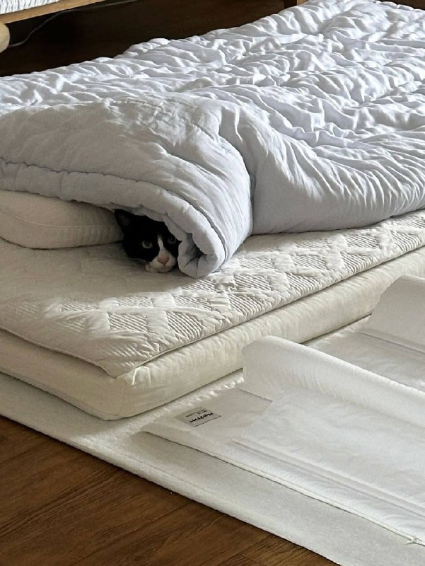 Ето я с утра проверяю холодно ли в комнате и прихожу к выводу, чьто лучше не покидать одеялко