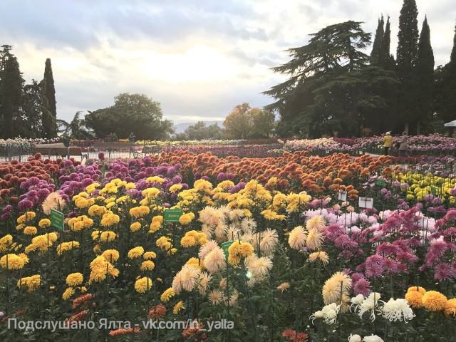 🎉 До открытия Бала хризантем 2025 остаётся ровно неделя...