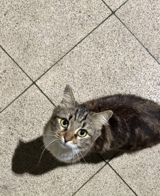 Никто кошку не терял?
Центр города.
Орала на весь центр,...