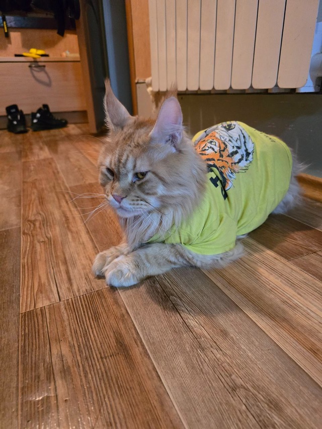 Потерялся кот на первом пчельнике.Просьба, может быть ?...