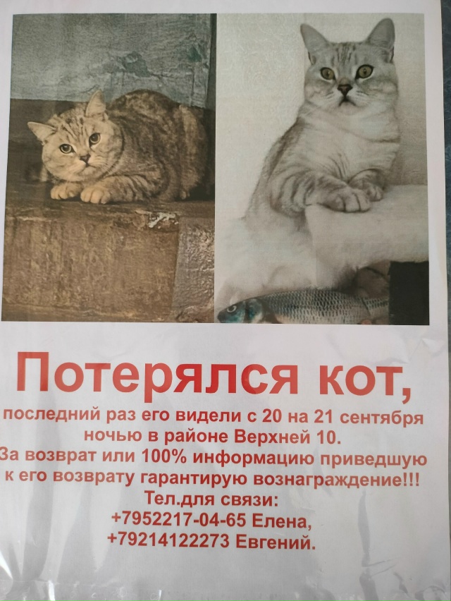 Здравствуйте! У нас потерялся кот, я уже неоднократно п...