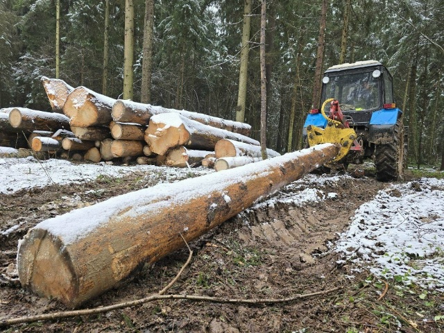 В Можайске очистят более 200 га леса от больных деревьев...