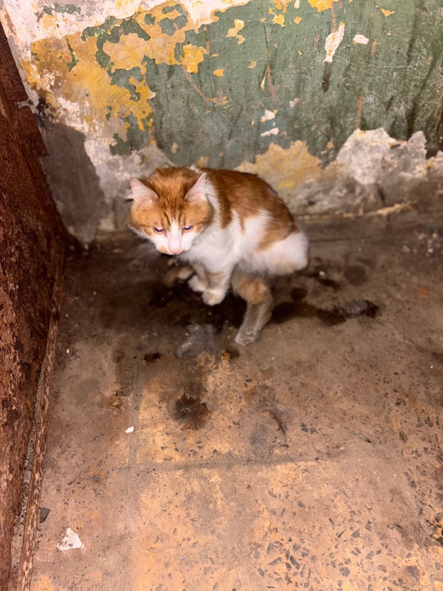 Кот или кошка, в подъезде вся в крови задние лапы ползу?...