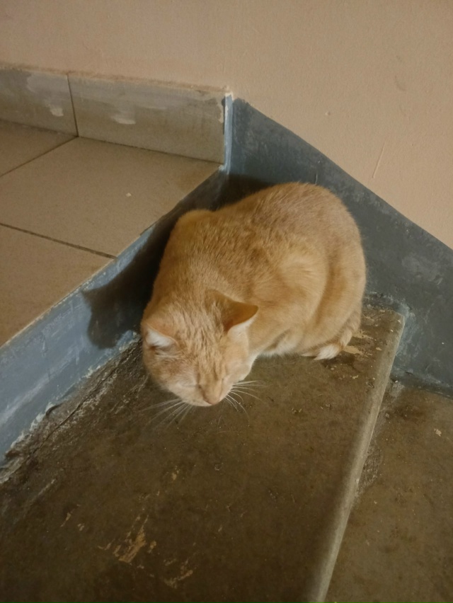 На Коммунаров 35А давненько сидит рыжий кот, упитанный, ...