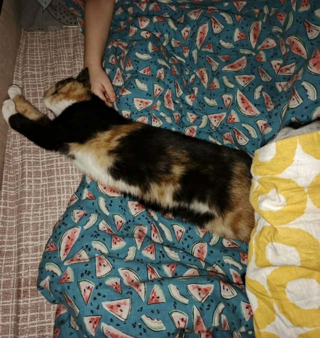 Кошечке очень нужен дом и любящая семья,ей четыре меся?...