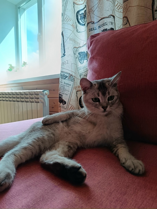 Здравствуйте!!! Потерялся кот в районе заготскота. Обыч...