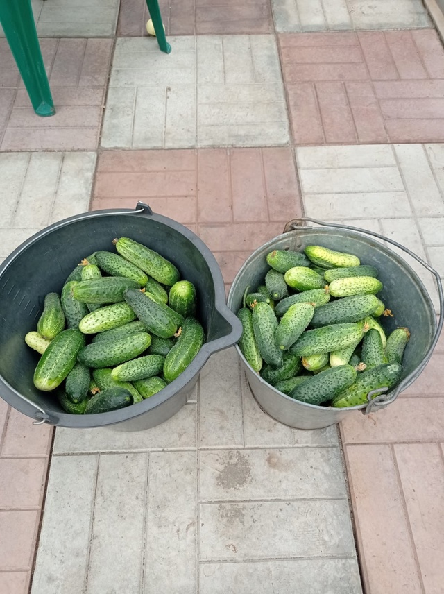 Продам огурцы. Телефон:
89228633131
Цена : 50 руб. кг