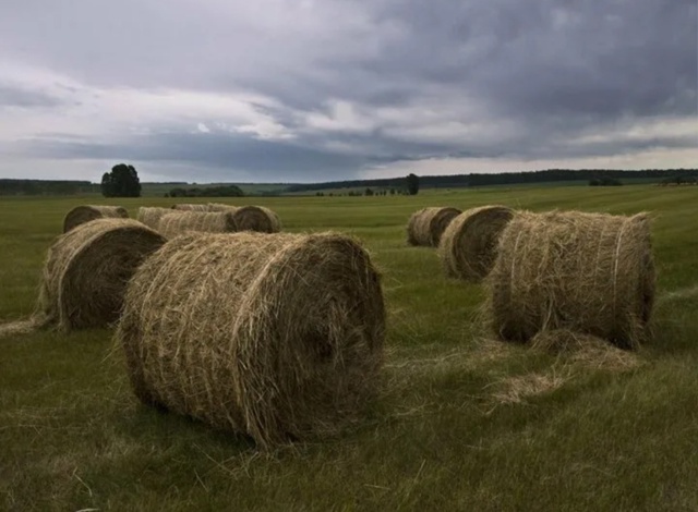 Продается сено в рулонах, 110 пресс, вес 150-200 кг, тел +7 (922) ...