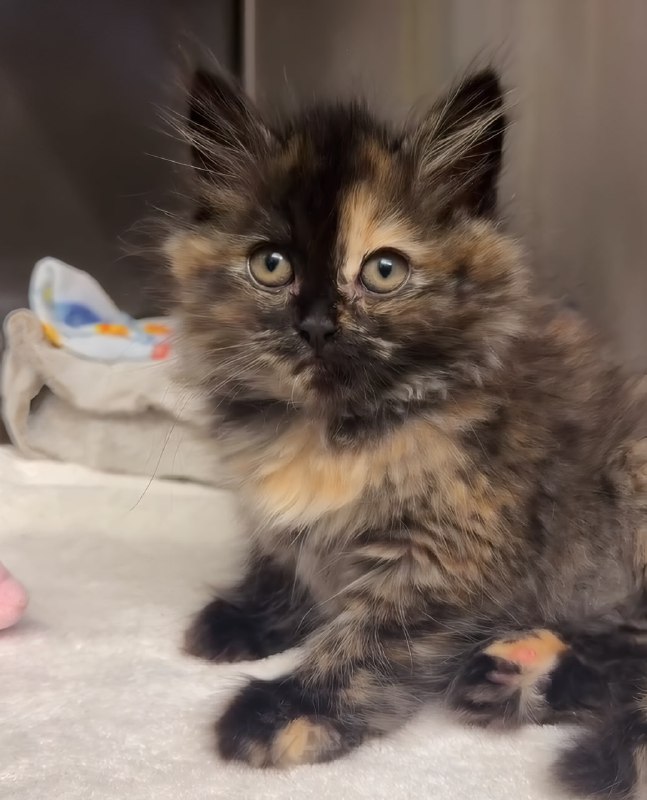 В ветеринарной клинике Калифорнии спасли котёнка по кличке Зои, которого буквально раздуло как возду