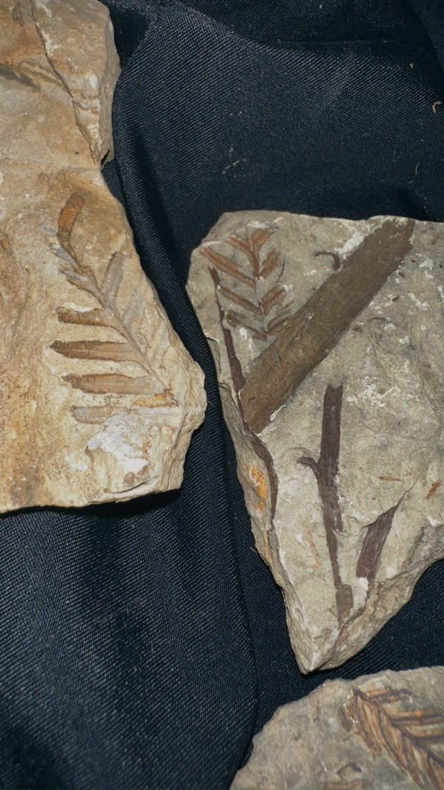 Передам за шоколадку школьному музею города (не района...