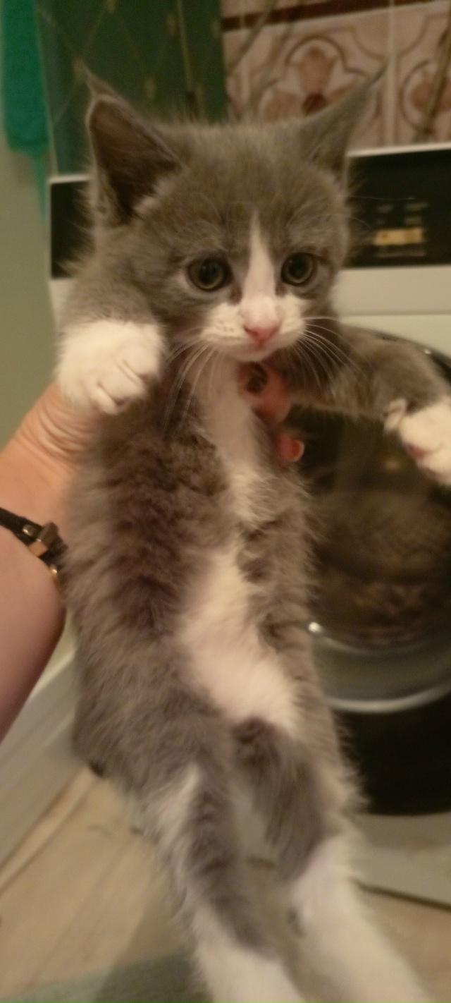 Пост для ваших животных в комменты отдам приму нашли п?...