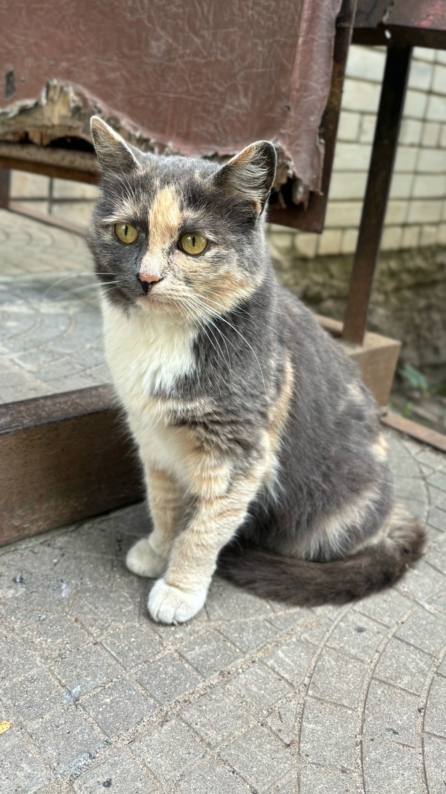 ‼️‼️🐈Вот такая милашка сидит уже очень давно мкр.Ша...