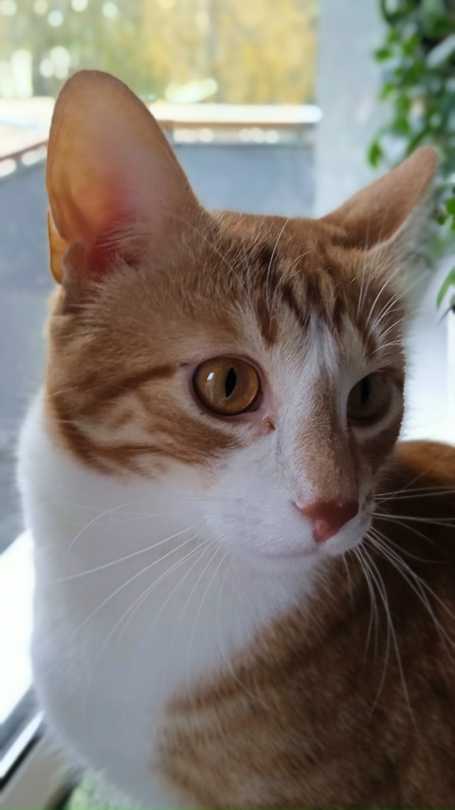 Красавчик Кузя.