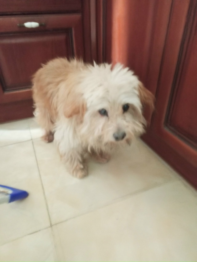 Кто потерял бегает по ул Эскадронной, с ошейником