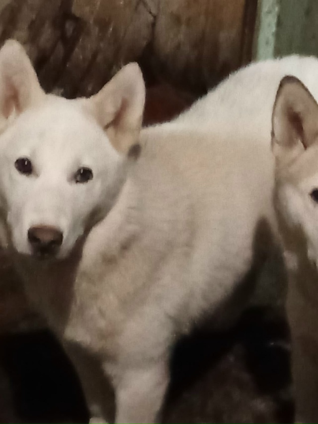 Нужна передержка , помощь в вольере в черте города или ?...