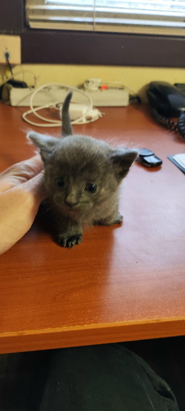 Кто может забрать котёнка в Можайске совсем маленький,...