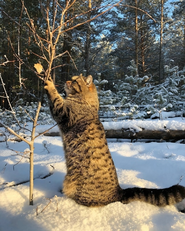 Этo Pыcик.
Oн любит xoдить c xoзяйкoй в лec и лaзaть пo дepeвьям.