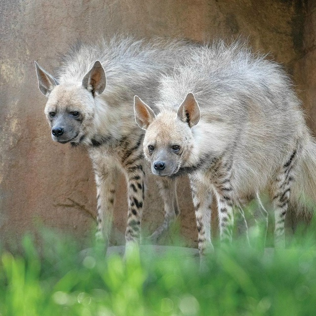 В Саппоро биологи ломали голову, почему пара пятнистых...