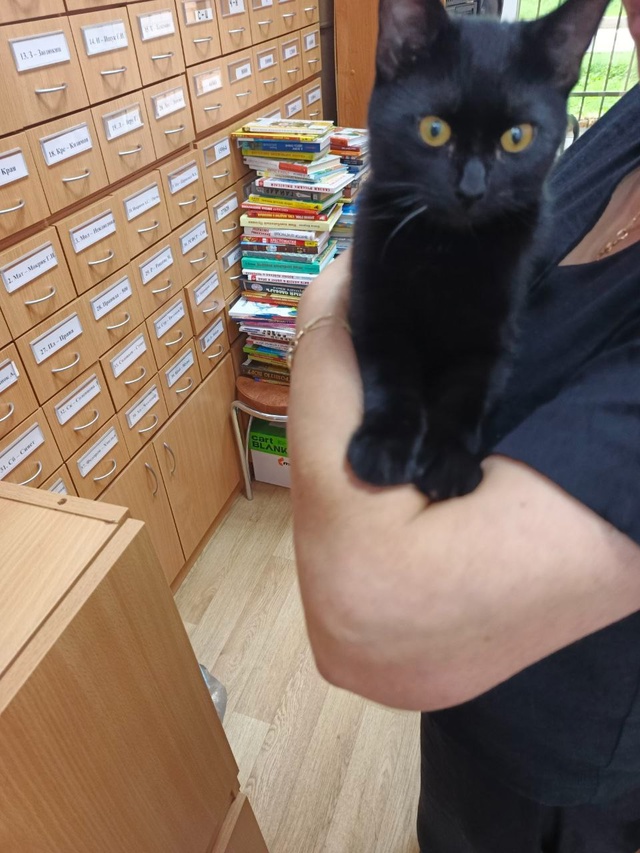 Добрый день.
Прибился котенок в Можайске, домашний, р?...