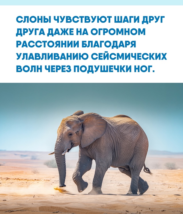 Способность улавливать вибрации может быть основой дл...